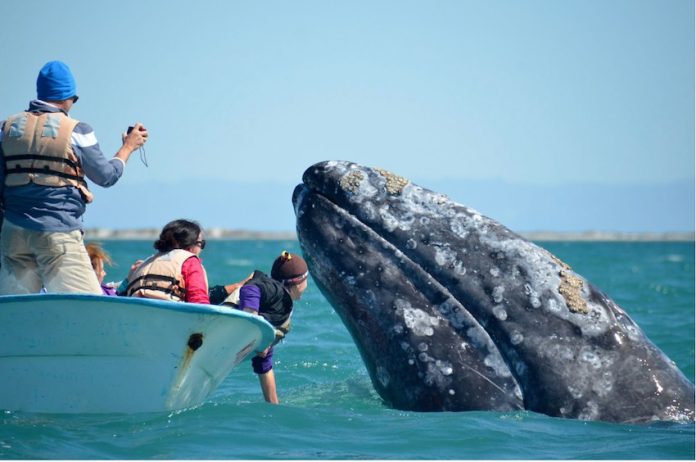 A friendly gray whale off the Pacific Coast of Baja California Sur